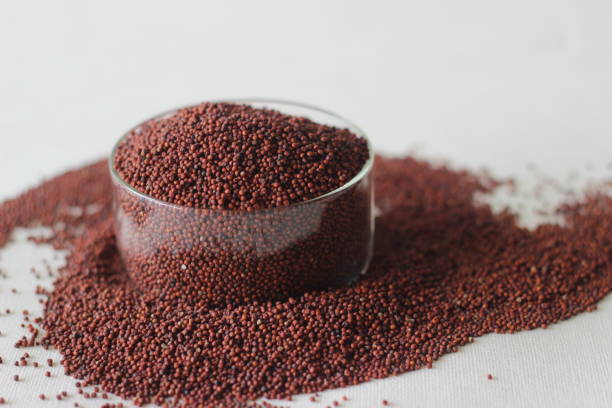 Finger Millet (Ragi)