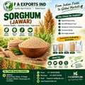 Sorghum (Jowar)