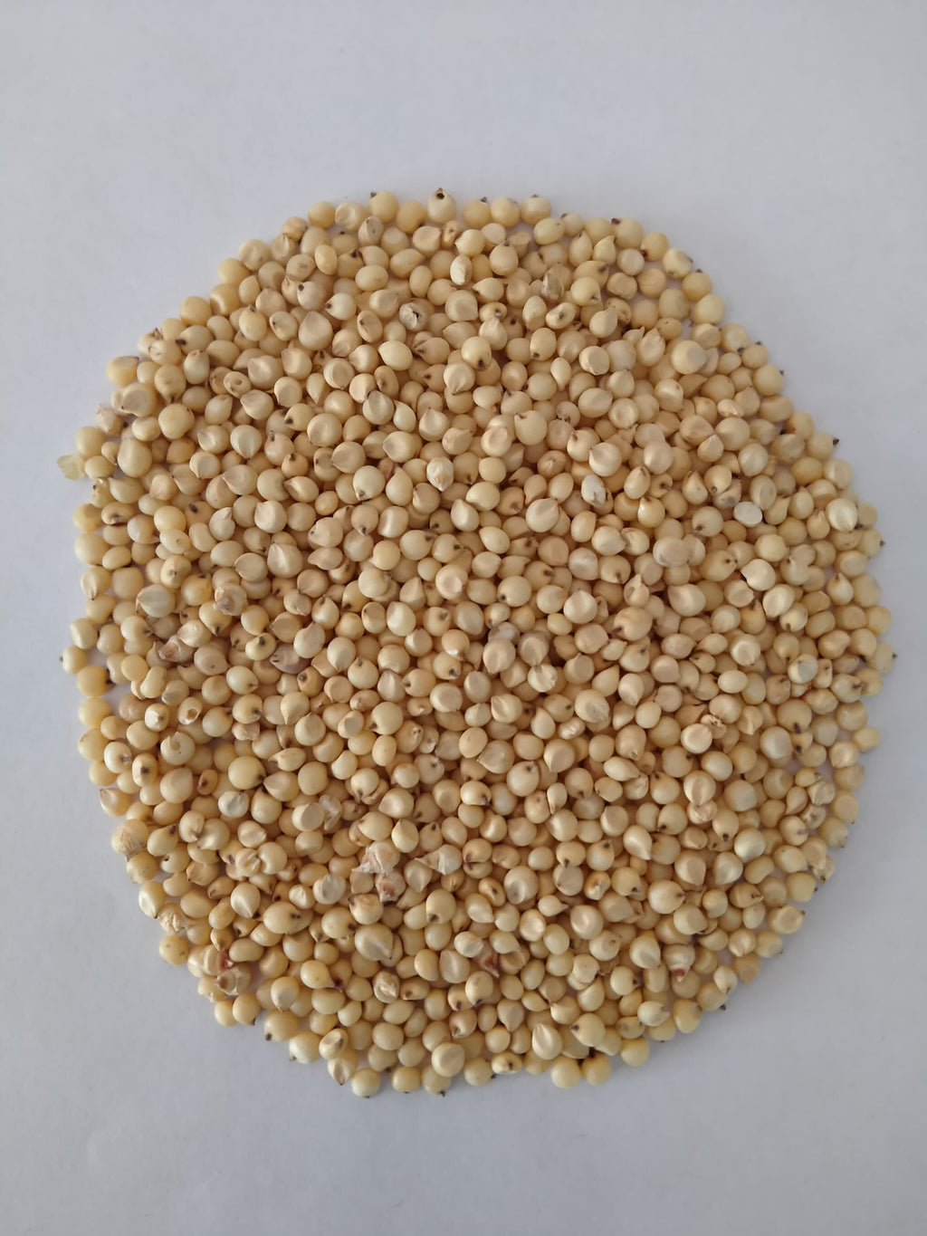 Sorghum (Jowar)