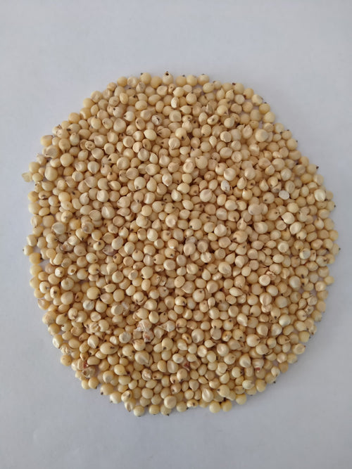 Sorghum (Jowar)