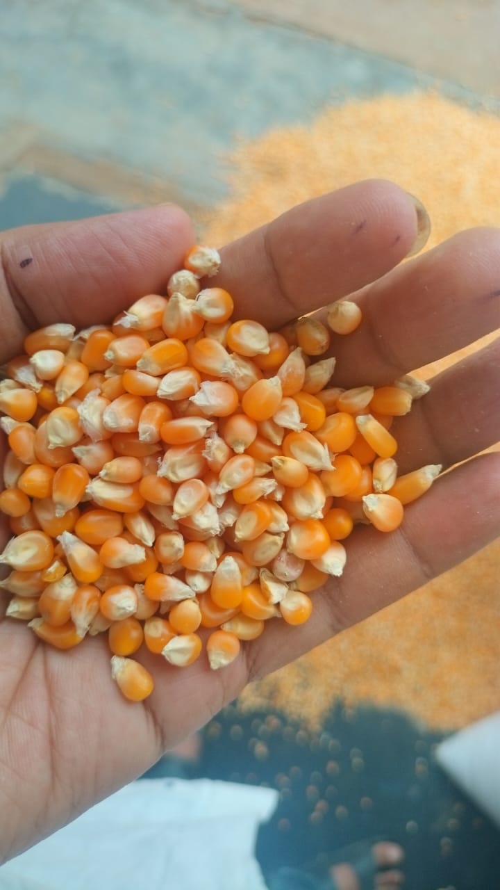 Popcorn Maize