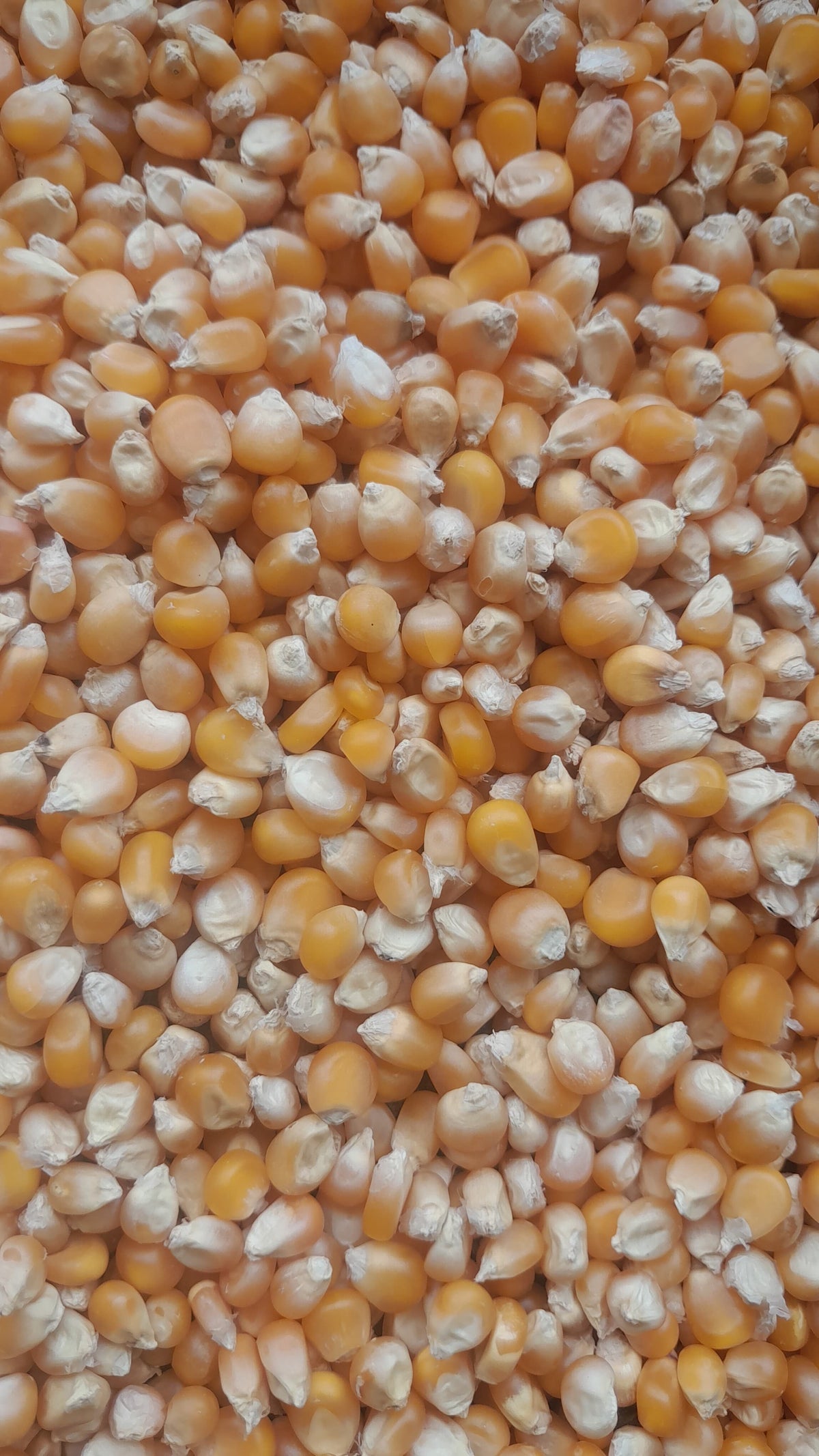 Popcorn Maize